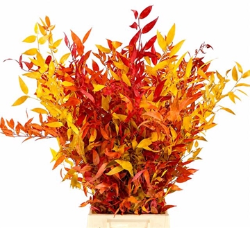 Ruscus Color Treated 100gram