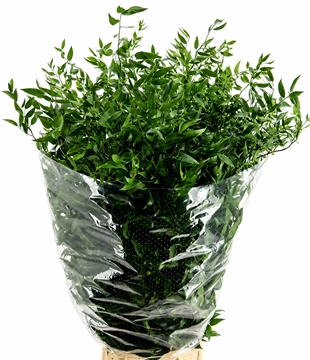 Ruscus Aculeatus Bunch