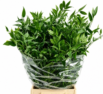 Ruscus Aculeatus Bunch 125gram
