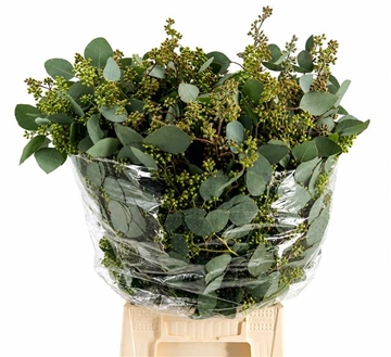 Eucalyptus Populus Bunch 60cm 300gram