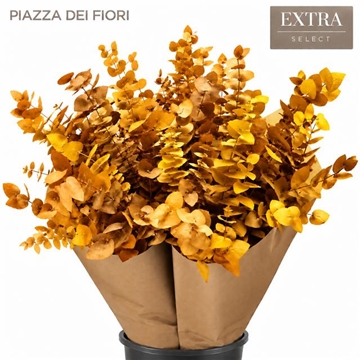 Eucalyptus Leaves Bnch 70cm 150gram