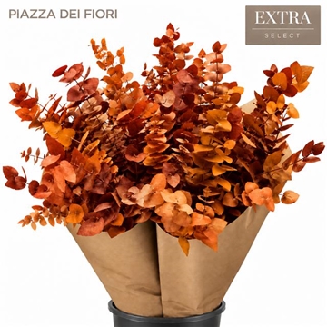 Eucalyptus Leaves Bnch 70cm 150gram