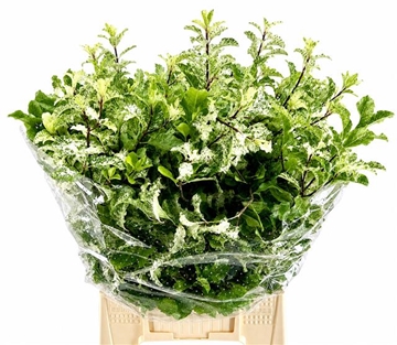 Pittosporum Per Bunch 150gram