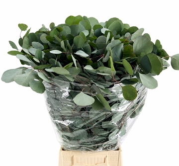 Eucalyptus Populus Flowering 70cm 200gram