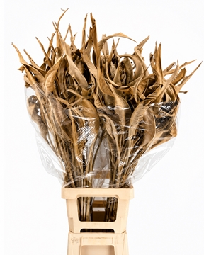 Strelitzia Leaves 100cm