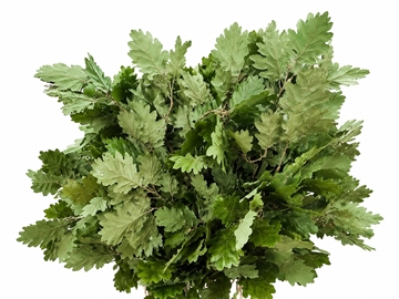 Querc Ov Klb H% 60cm 150gram