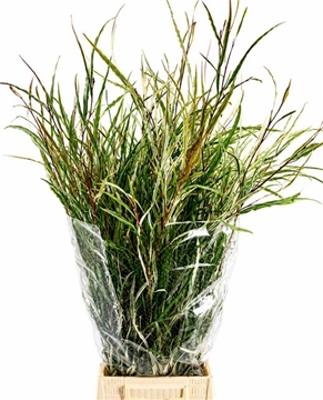 Grevillea Spiderman Bnch 70cm 200gram