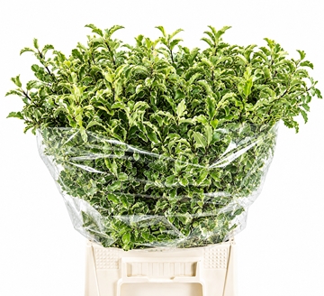 Pittosporum Per Bunch 150gram