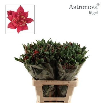 Alstr Astro Rigel 60cm 65gram