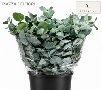Eucalyptus Cinerea 50cm 150gram