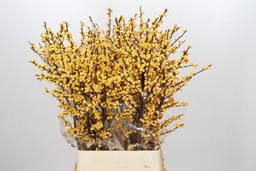 Ilex Citronella 100cm
