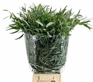 Eucalyptus Bnch Nicholii 70cm 200gram