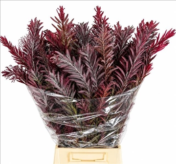 Acacia Decurrens X10 70cm 200gram