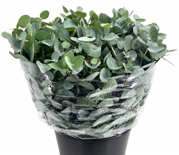 Eucalyptus Cinerea 50cm 400gram