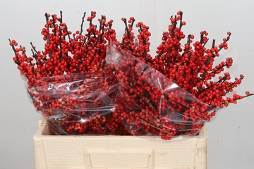 Ilex Verticlilata 60cm