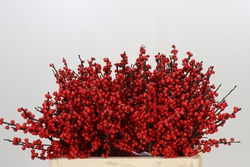 Ilex Verticlilata 50cm