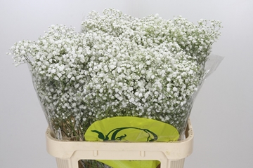 Gypsophila Xlence White 80cm 50gram