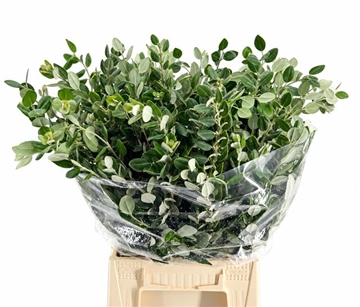 Pittosporum Per Bunch 200gram