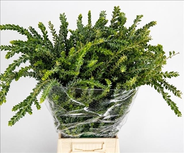 Acacia Decurrens X10 70cm 200gram