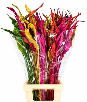 Strelitzia Leaves 100cm