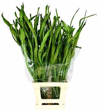 Strelitzia Leaves 100cm