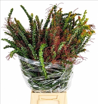 Acacia Decurrens X10 70cm 200gram