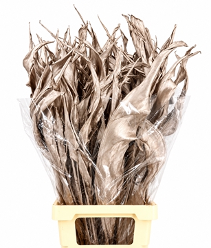 Strelitzia Leaves 100cm