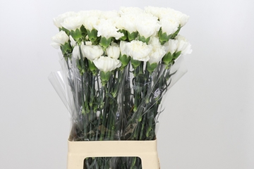 Dianthus St Moonlight 70cm