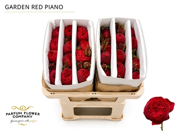 R Gr Piano Freiland 50cm