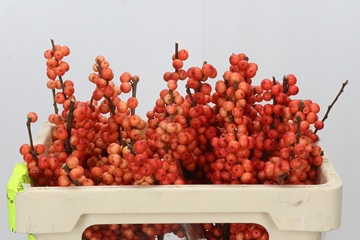 Ilex Oudijks Orange 50cm