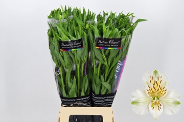 Alstr 80cm 65gram