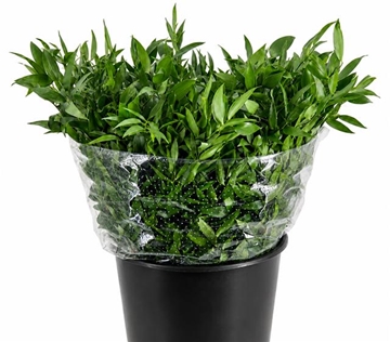 Ruscus Aculeatus Bunch 200gram