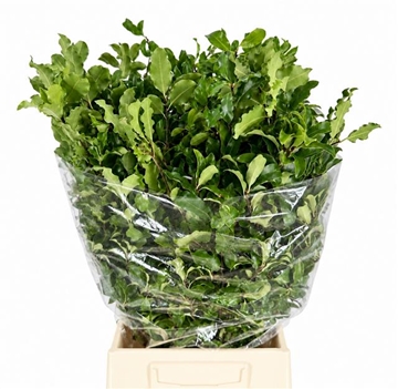 Pittosporum Per Bunch 150gram