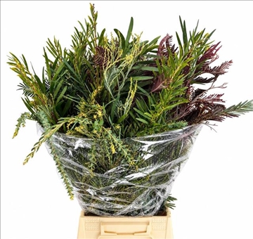 Acacia Decurrens X10 70cm 200gram