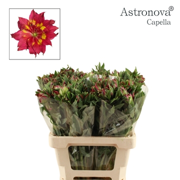 Alstr Astro Capella 60cm 65gram