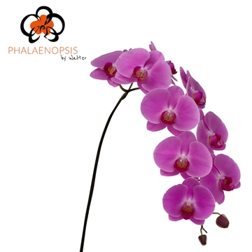 Phalaenopsis Happy Valentina 80cm 9/12bl