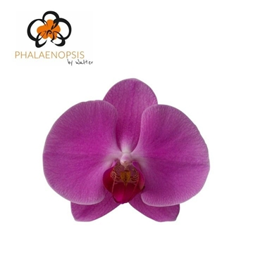 Phalaenopsis Happy Valentina 40cm 5/7bl