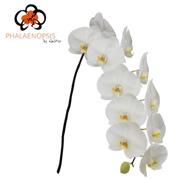 Phalaenopsis Sensation White 80cm 9/12bl