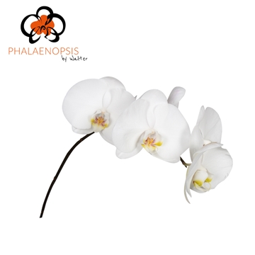 Phalaenopsis Sensation White 40cm 5/7bl