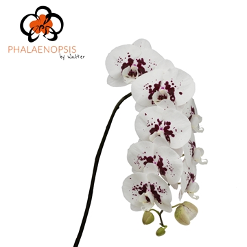 Phalaenopsis Wine Drops 80cm 9/12bl
