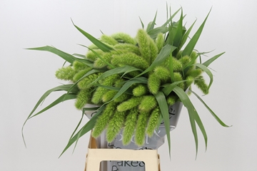Setaria Volle Melk 70cm