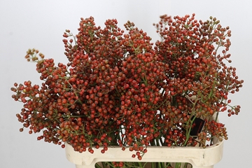 Rosa Aut Rosefruits 80cm