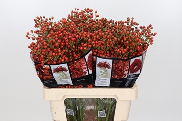 Rosa Aut Rosefruits 60cm