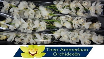 Cymbidium Winterbird Early 80 Cm - 12/15bl