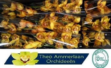 Cymbidium Esther 60 Cm - 8/11bl