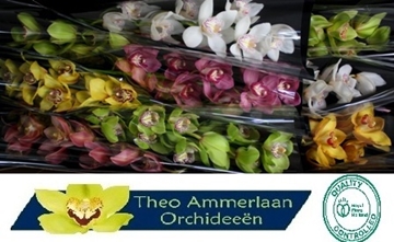 Cymbidium Asst 8bl