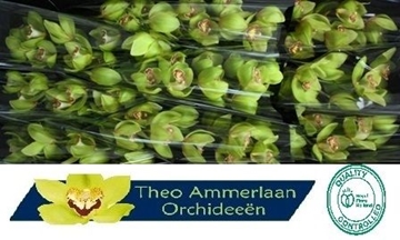 Cymbidium Melissa 60 Cm - 8/11bl