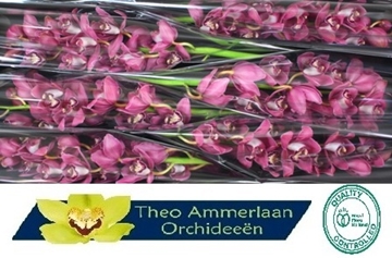 Cymbidium Pinkpop 80 Cm - 12/15bl