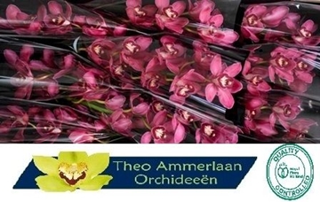 Cymbidium Red Dream 60 Cm - 8/11bl