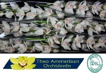Cymbidium Mrs White Crystal 80 Cm - 12/15bl